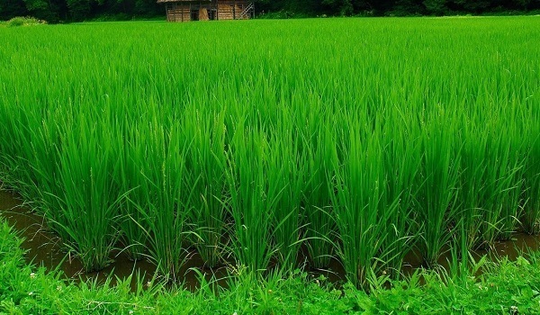 Ruộng lúa nhà em Sương phát triển xanh tốt nhờ chế phẩm sinh học EMINA đang ở gia đoạn đón đòng