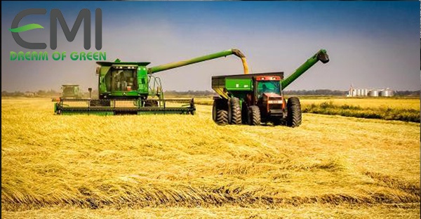 Cánh đồng lúa bội thu