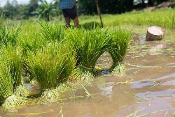 Giai đoạn chuẩn bị mạ để cấy của người dân Tú Lệ