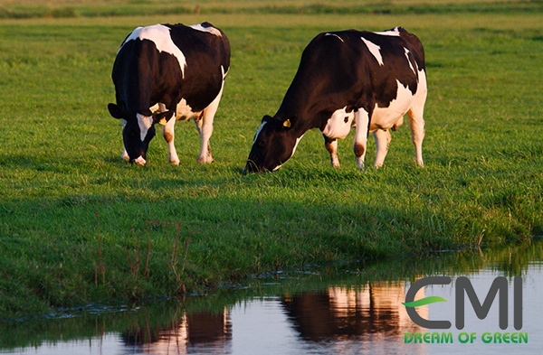 Nuôi bò sữa theo mẫu chuẩn