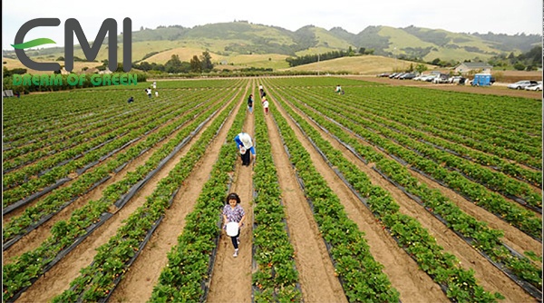 Trang trại tại Mexico