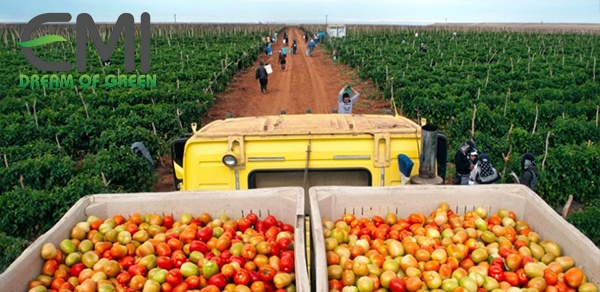 Cà chua công nghệ sinh học