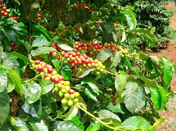 Mô hình trồng cà phê của chú Phú Mô hình trồng cà phê của chú Phú