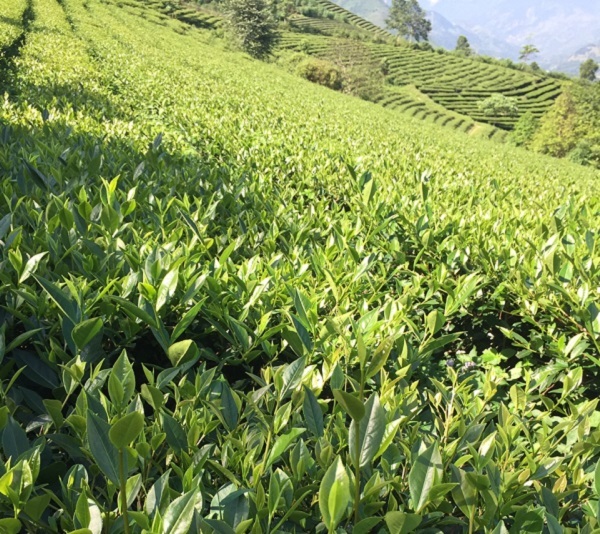 Nương chè nhà chị Hoa sau khi sử dụng chế phẩm sinh học EMINA Nương chè nhà chị Hoa sau khi sử dụng chế phẩm sinh học EMINA