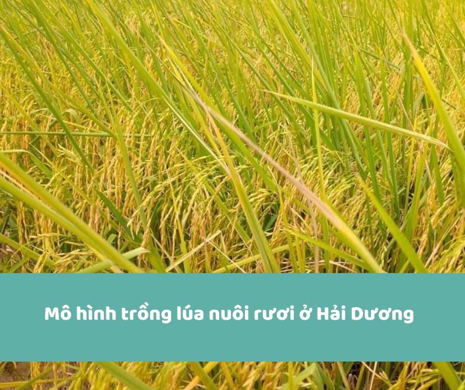 Trung tâm Khuyến nông Thực hiện 2 mô hình sản xuất lúa an toàn  Báo Thái  Bình điện tử