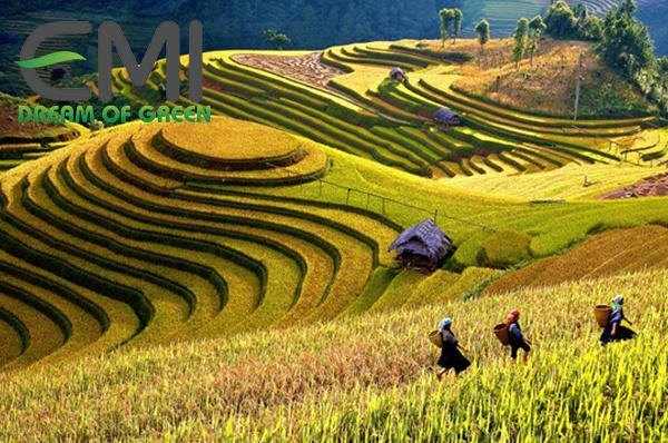 Ruộng bậc thang ở Việt Nam