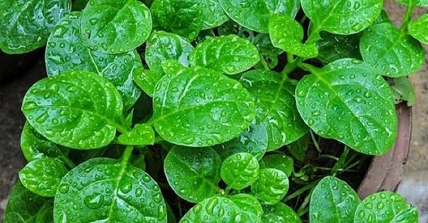 cây mồng tơi cây mồng tơi