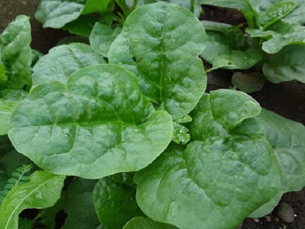 mồng tơi lá to mồng tơi lá to