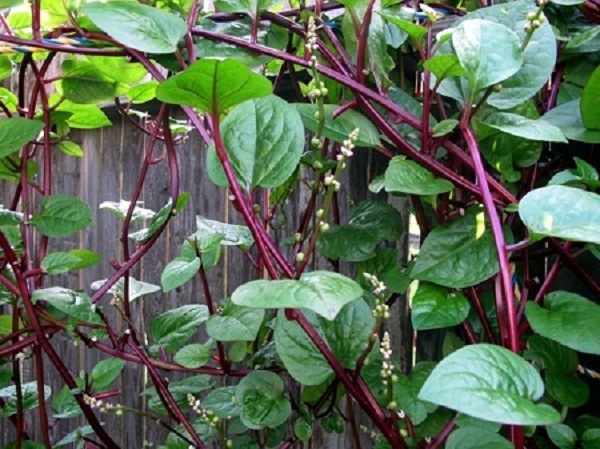 mồng tơi tía mồng tơi tía