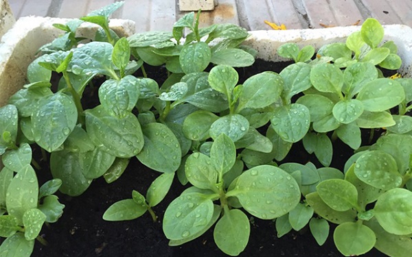 mồng tơi trắng mồng tơi trắng