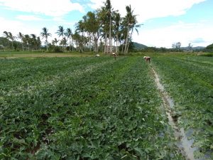 Một vụ dưa hấu với vi sinh EMINA