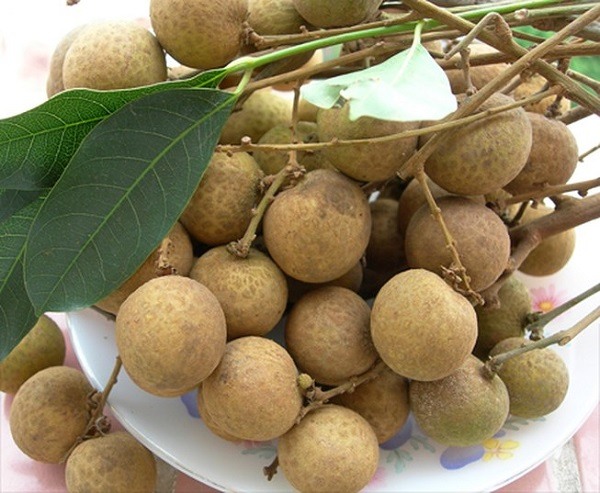 công dụng của nhãn