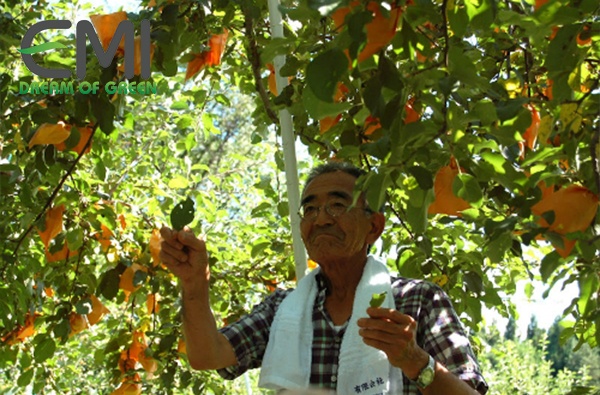 Phương pháp trồng táo sạch