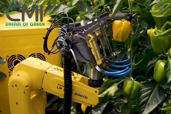 Robot thu hoạch ớt chuông