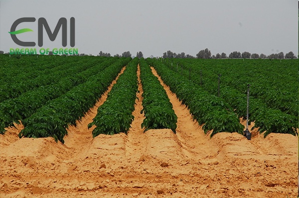 Vườn rau trên sa mạc