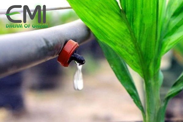 Công nghệ tưới nước nhỏ giọt