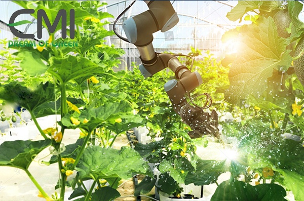 Rau được trồng theo kỹ thuật Nhật Bản Rau được trồng theo kỹ thuật Nhật Bản