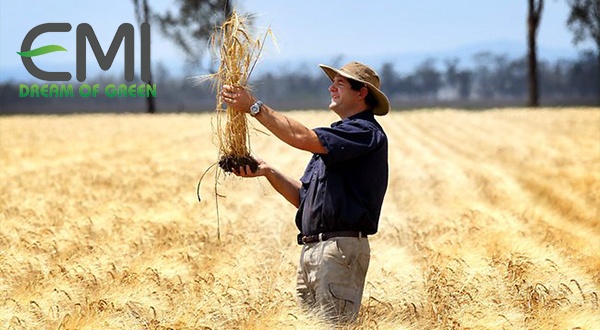 Thí nghiệm và quan sát kỹ trên các cánh đồng