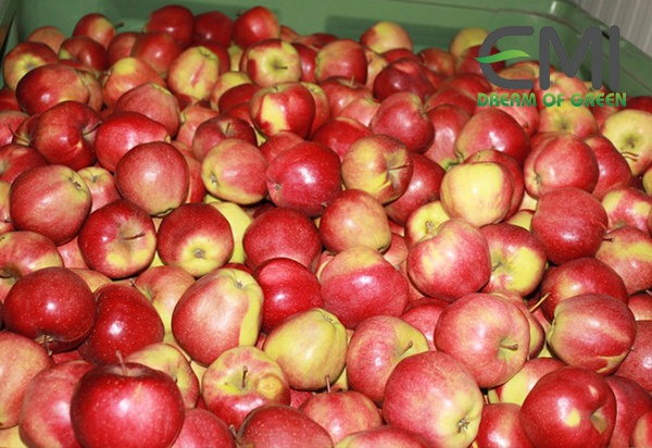 Táo vừa thu hoạch