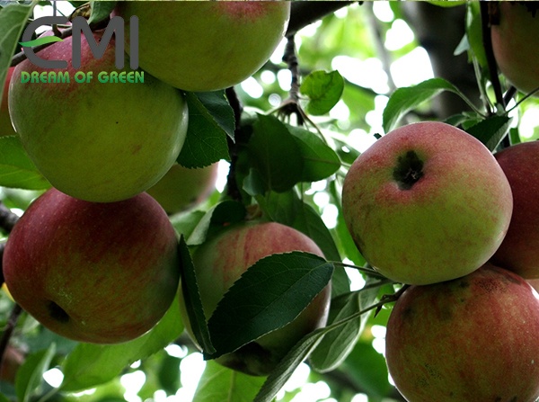 Táo chuẩn bị đến mùa thu hoạch