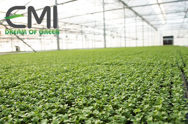 Nông nghiệp nhà kính ở Israel