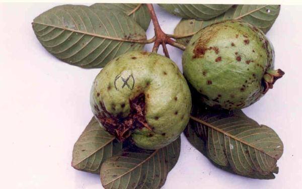bệnh thường gặp trên cây ổi