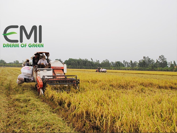 Dùng phân bón phân hủy chậm trên đồng lúa