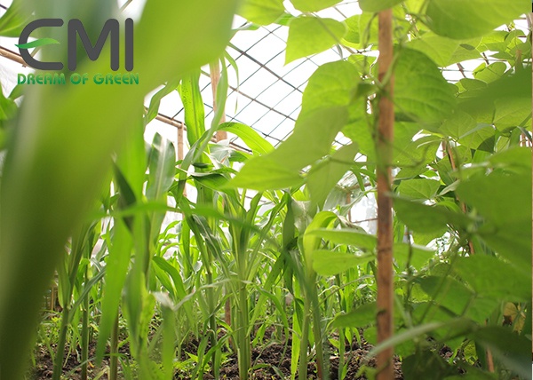 Dùng phân bón phân hủy chậm thử nghiệm