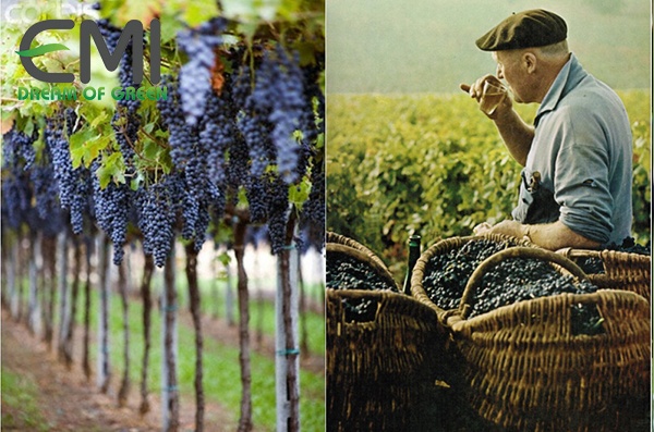 Vườn nho tại Pháp