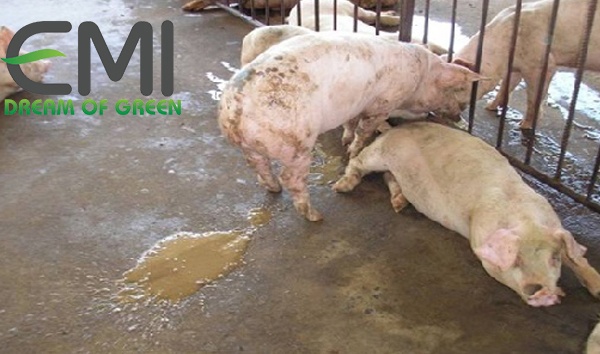 Phòng trị bệnh dịch tả lợn