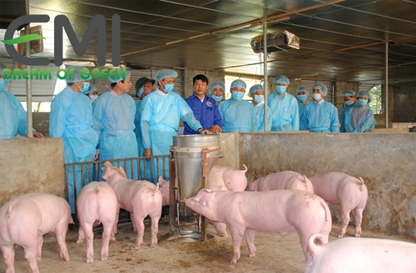 Phòng trị bệnh dịch tả lợn