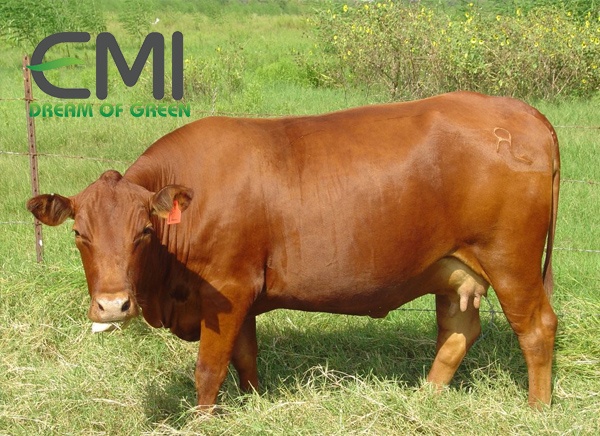 Bò bị bệnh chướng bụng đầy hơi