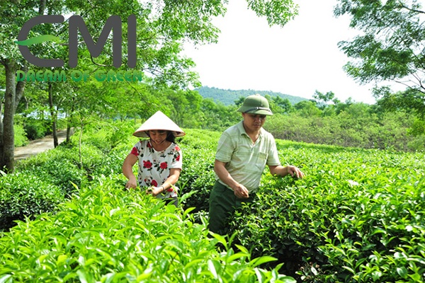 Phòng trừ cỏ dại, sâu bệnh hại cho cây chè