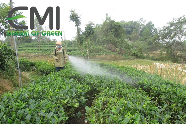 Phòng trừ cỏ dại, sâu bệnh hại cho cây chè