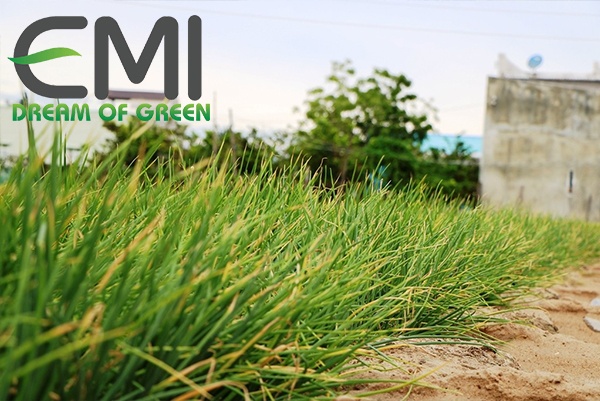 Phòng trừ sâu bệnh và thu hoạch hành