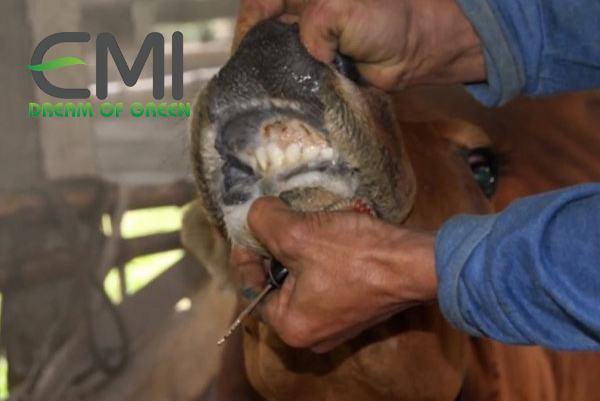 Bệnh lở mồm long móng ở bò thịt Bệnh lở mồm long móng ở bò thịt
