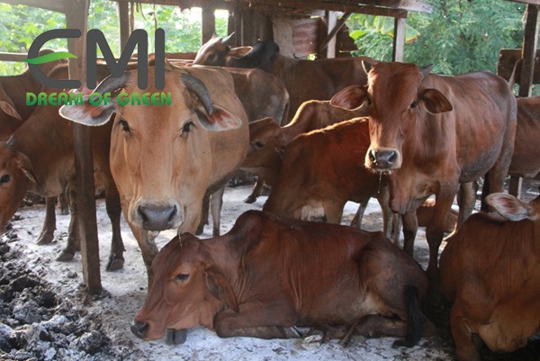 Bệnh lở mồm long móng ở bò thịt Bệnh lở mồm long móng ở bò thịt