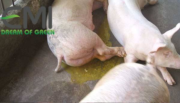 Bệnh phó thương hàn trên lợn