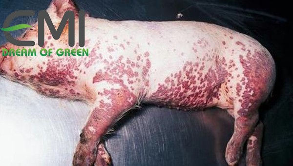 Bệnh tụ huyết trùng trên lợn