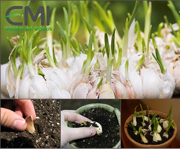 Nhân giống cây tỏi
