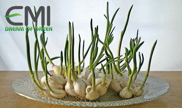 Nhân giống cây tỏi
