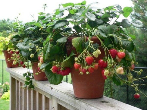 cây dâu tây cây dâu tây