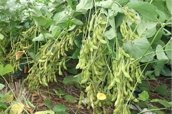 quả đậu tương