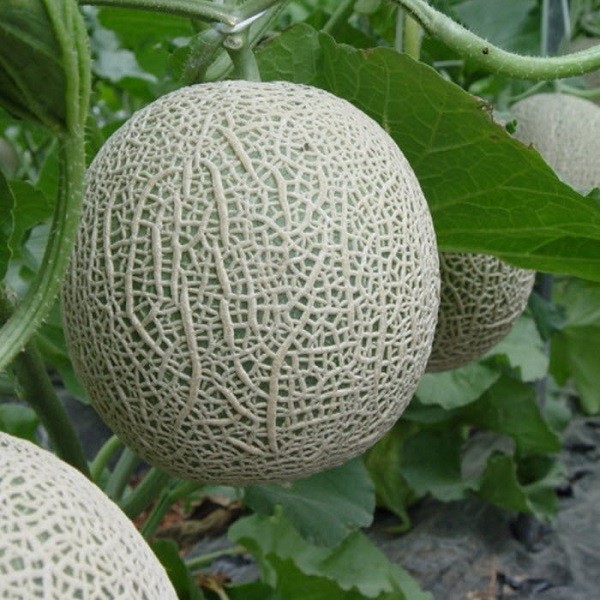 quả dưa lưới