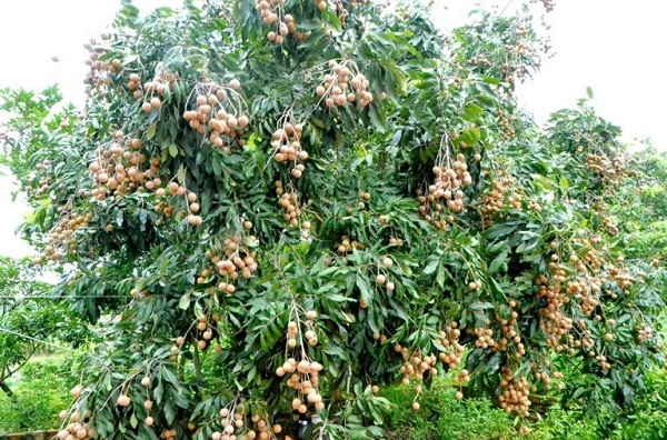 quả nhãn