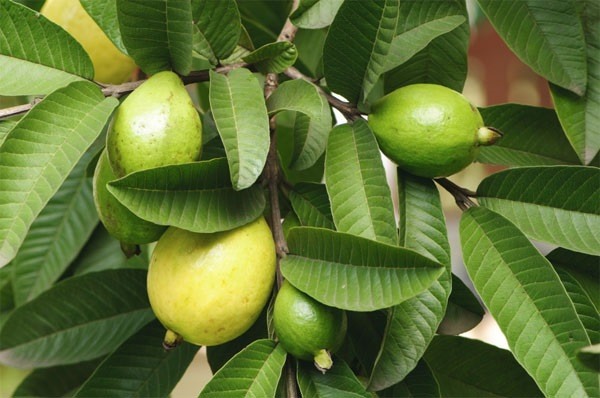 quả ổi