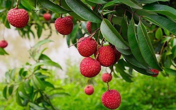 quả vải