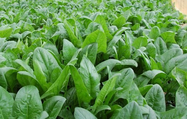 mô hình trồng rau ứng dụng công nghệ cao mô hình trồng rau ứng dụng công nghệ cao