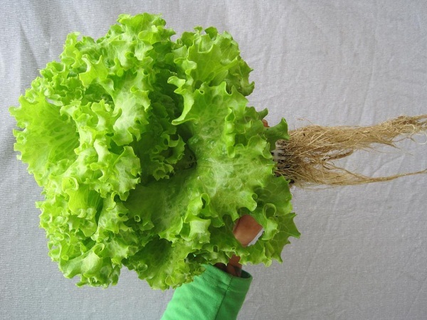 kiến thức về cây xà lách kiến thức về cây xà lách