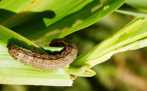 sâu xanh mùa thu gây nguy hiểm tại ấn độ